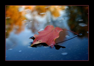 leaf-on-water1